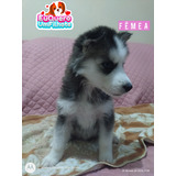 Vende-se Filhotes De Husky Siberiano, 