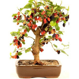 Bonsai De Amora Linda Com 5 Anos Já Com Frutos 