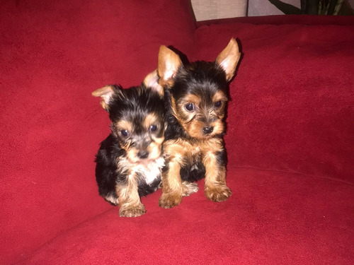 Cachorros Yorkshire Terrier Machos, Pelaje Largo