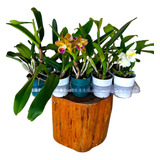 Kit 5 Orquídeas Cattleya Adultas Com Vasos - Sem Juros !!!