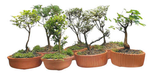 Bonsai De Colección Variados Medellín