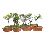 Bonsai De Colección Variados Medellín