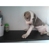 Cachorros Pitbull Stanford