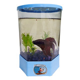 Aquário Beteira Para Peixe Betta (1,5l)