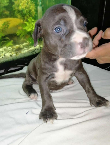 Cachorro Pitbull Blue Medellin Animal Pets Colombia 