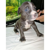 Cachorro Pitbull Blue Medellin Animal Pets Colombia 
