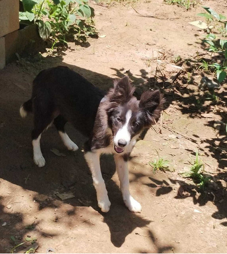  Border Collie Femêa Preta E Branca Alto Padrão Da Raça. 