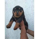 Bellos Rottweiler Padres Inscritos