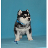 Notable Pomsky Criadero Mascotas Saint Daniel 1