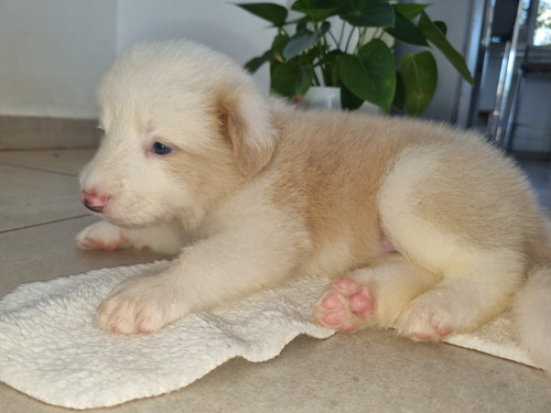 Cachorros Border Collie