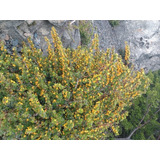 Calafate- Berberis Buxifolia-  Nativa - Vivero Rolocampo