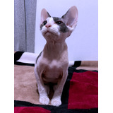 Gata Sphynx, Gata Esfinge , Sin Pelo, 3 Meses