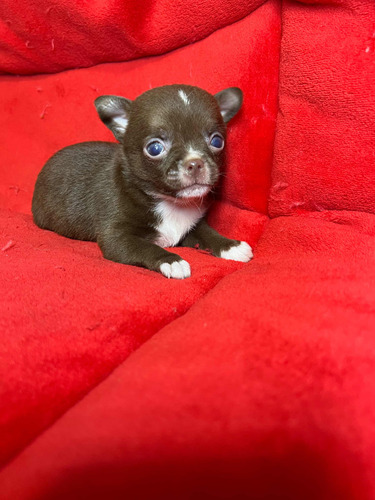 Chihuahua Único
