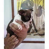 Vendo Preciosa Cachorrita Boston Terrier