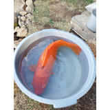 Carpa Koi  70 Cm