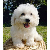 Bichon Frise Cachorros Calidad Vip