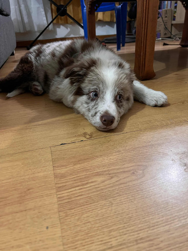 Border Collie Merle