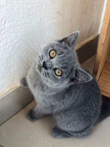 Excelentes Filhotes British Shorthair 