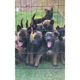 Cachorros Pastor Ovejero Belga Malinois