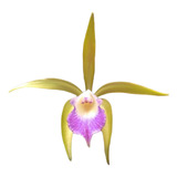 Orquídea Exótica Rara Brassavola Perrini X C.leopoldi Adulta