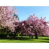 25 Semilla D Árbol Cerezo Japonés ( Prunus Serrulata L. )   