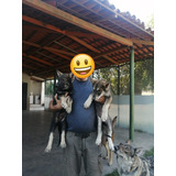 Wolfdog Cachorros De Perro Lobo