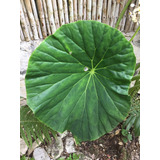 1 Begonia  Nelumbifolia  - 100% Mexicana Nativa Para Jardin