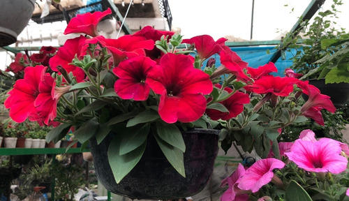 Planta Petunia En Maceta Colgante O De Piso