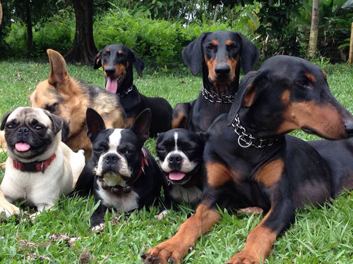 Cachorros Boston Terrier Del Diamante