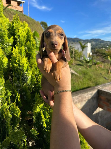 Perro Hembra Teckel Color Chocolate Perro Salchich Medellín 