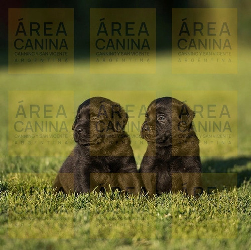 Cachorras Y Cachorros Labrador Puros + Libreta - Area Canina