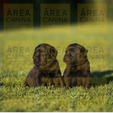 Cachorras Y Cachorros Labrador Puros + Libreta - Area Canina