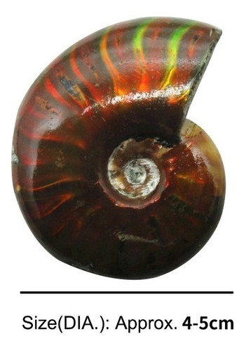 Amonita De Caracol Fósil De Colores Naturales Moteados