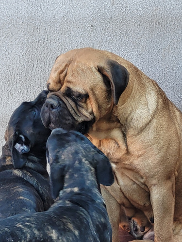 Bullmastiff Hembra Atigrada 6 Meses