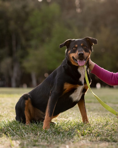 Perro En Adopción Responsable Gratis! (leer Descripción)