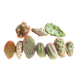 Kit 5 Mini Esquejes Plantulas De Cactus, Jardineria