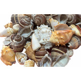 Caracoles De Mar Naturales 2 Kg Surtidos. Peceras, Adornos