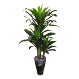 Arvore Dracena Tronco Silicone  1,40 Cm