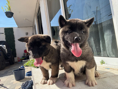 Cachorros Akita Americano