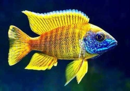 Peixe Ciclideo Africano Aulonocara Yellow Maleri Macho 8cm