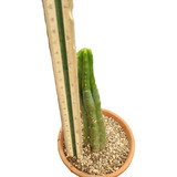 Cactus Trichocereus Pachanoi. 15cm Ideal Para Injertos