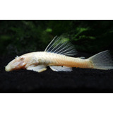 Peixe Cascudo Ancistrus Albino 3 A 4 Cm - Super Algueiro