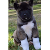 Cachorros Akita Americano 