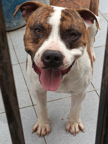 American Staffordshire Terrier | Meses sin interés