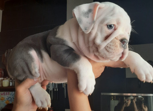 Cachorros Bulldog Ingles Unicos