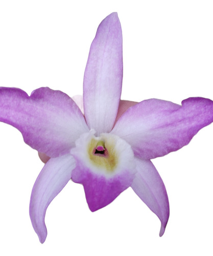 Orquídea Dendrobium 