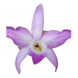 Orquídea Dendrobium 