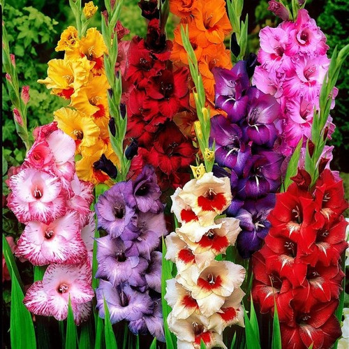 1000 Semillas De Flores Bulbo De Gladiola + Regalo