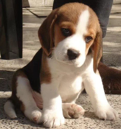 Cachorro Beagle Tricolor 016