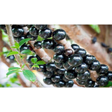 Jaboticaba Huerto No Semilla Exotica Rara Envio Gratis!!